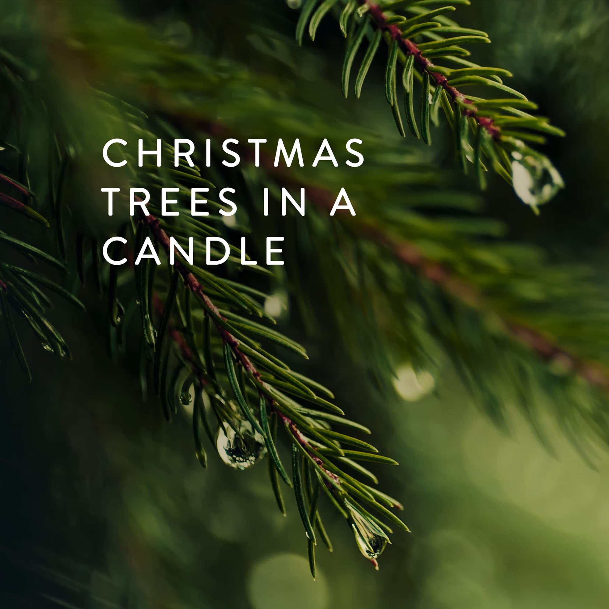 Thymes Frasier Fir Statement 3-Wick Candle - Scented Candle with Crisp Notes of Siberian Fir Needles, Cedarwood, and Relaxing Sandalwood - Luxury Home Fragrance - Silver Candle (12.5 oz)