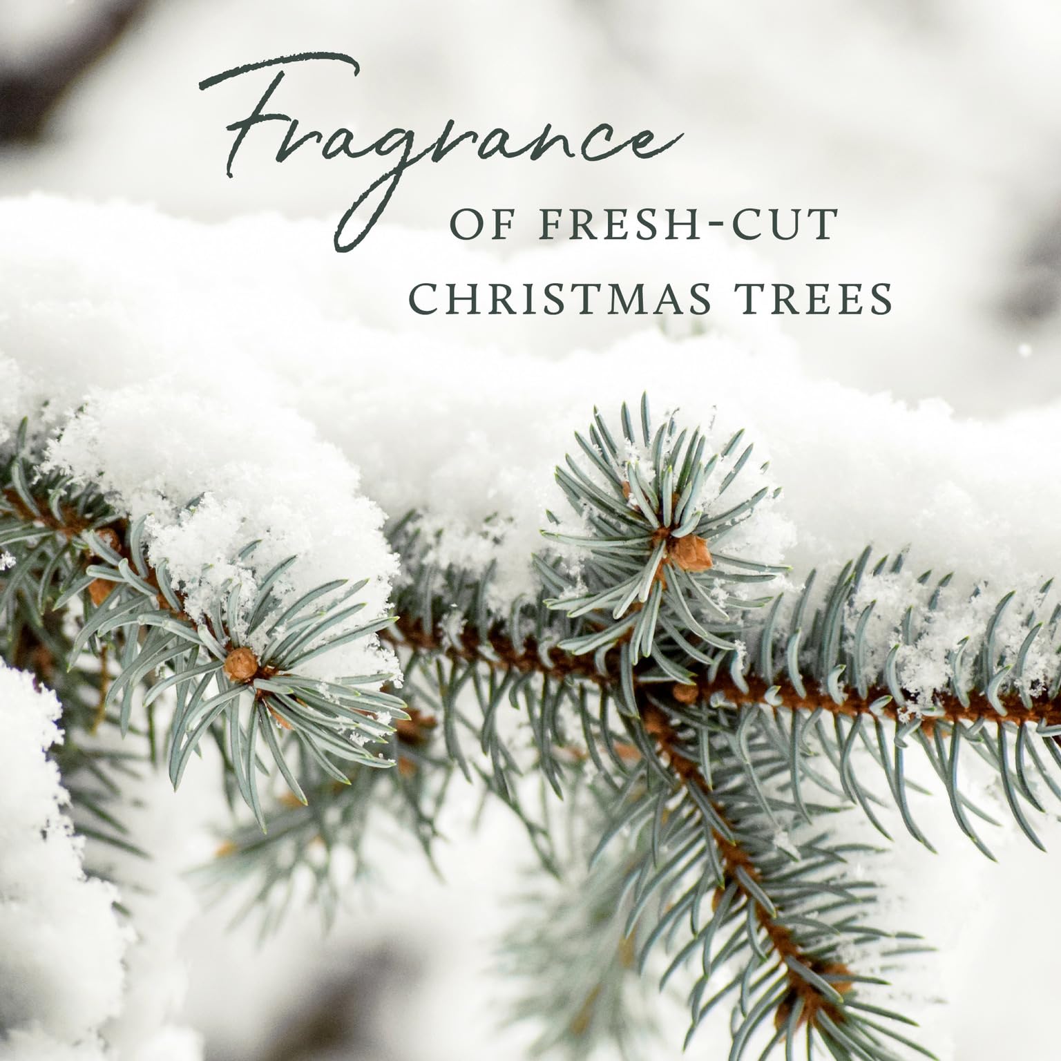 Thymes Frasier Fir Statement 3-Wick Candle - Scented Candle with Crisp Notes of Siberian Fir Needles, Cedarwood, and Relaxing Sandalwood - Luxury Home Fragrance - Silver Candle (12.5 oz)