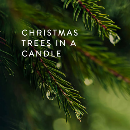 Thymes Frasier Fir Statement 3-Wick Candle - Scented Candle with Crisp Notes of Siberian Fir Needles, Cedarwood, and Relaxing Sandalwood - Luxury Home Fragrance - Silver Candle (12.5 oz)