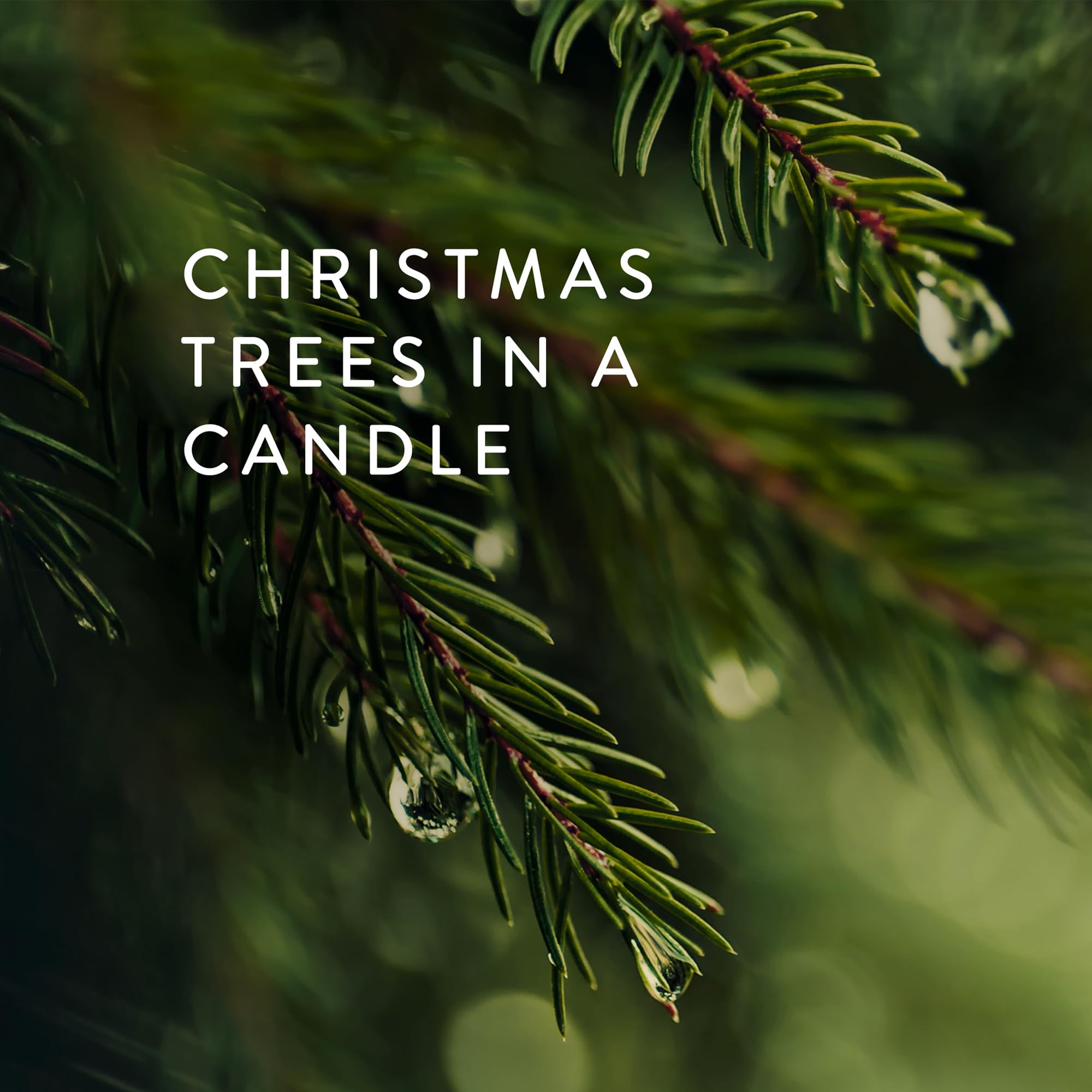 Thymes Frasier Fir Statement 3-Wick Candle - Scented Candle with Crisp Notes of Siberian Fir Needles, Cedarwood, and Relaxing Sandalwood - Luxury Home Fragrance - Silver Candle (12.5 oz)
