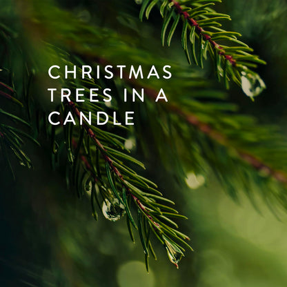 Thymes Frasier Fir Statement 3-Wick Candle - Scented Candle with Crisp Notes of Siberian Fir Needles, Cedarwood, and Relaxing Sandalwood - Luxury Home Fragrance - Silver Candle (12.5 oz)