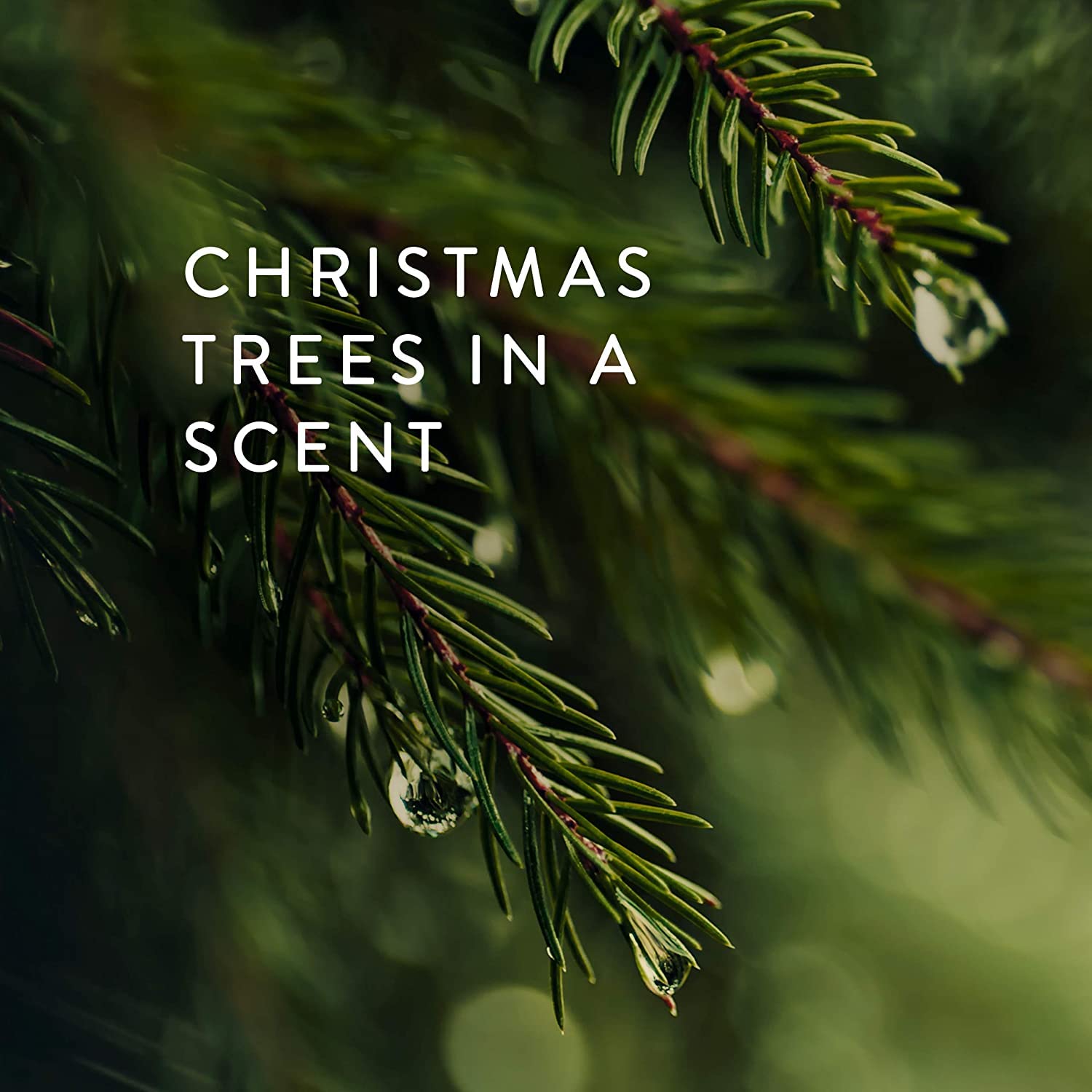 Thymes Frasier Fir Statement 3-Wick Candle - Scented Candle with Crisp Notes of Siberian Fir Needles, Cedarwood, and Relaxing Sandalwood - Luxury Home Fragrance - Silver Candle (12.5 oz)