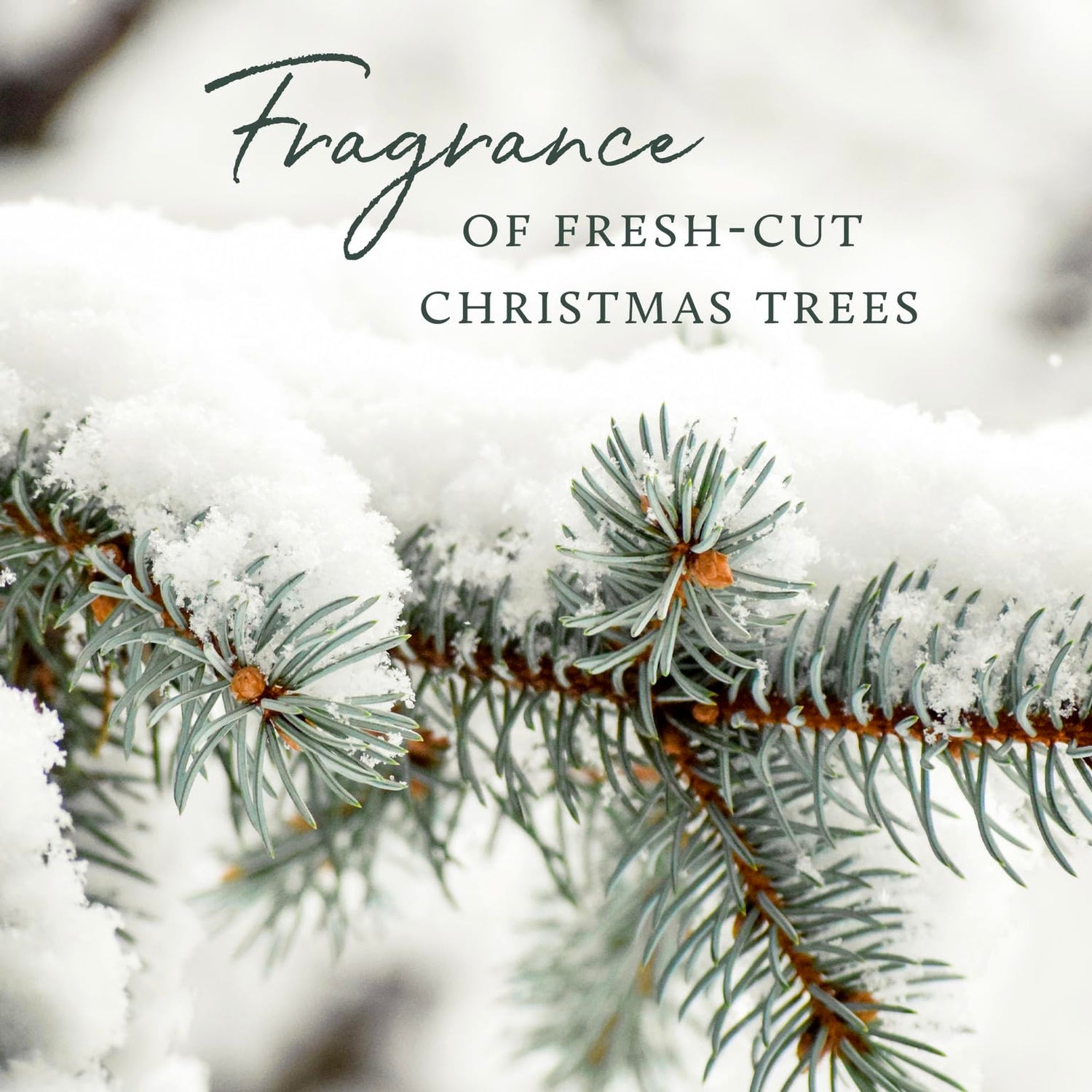Thymes Frasier Fir Statement 3-Wick Candle - Scented Candle with Crisp Notes of Siberian Fir Needles, Cedarwood, and Relaxing Sandalwood - Luxury Home Fragrance - Silver Candle (12.5 oz)